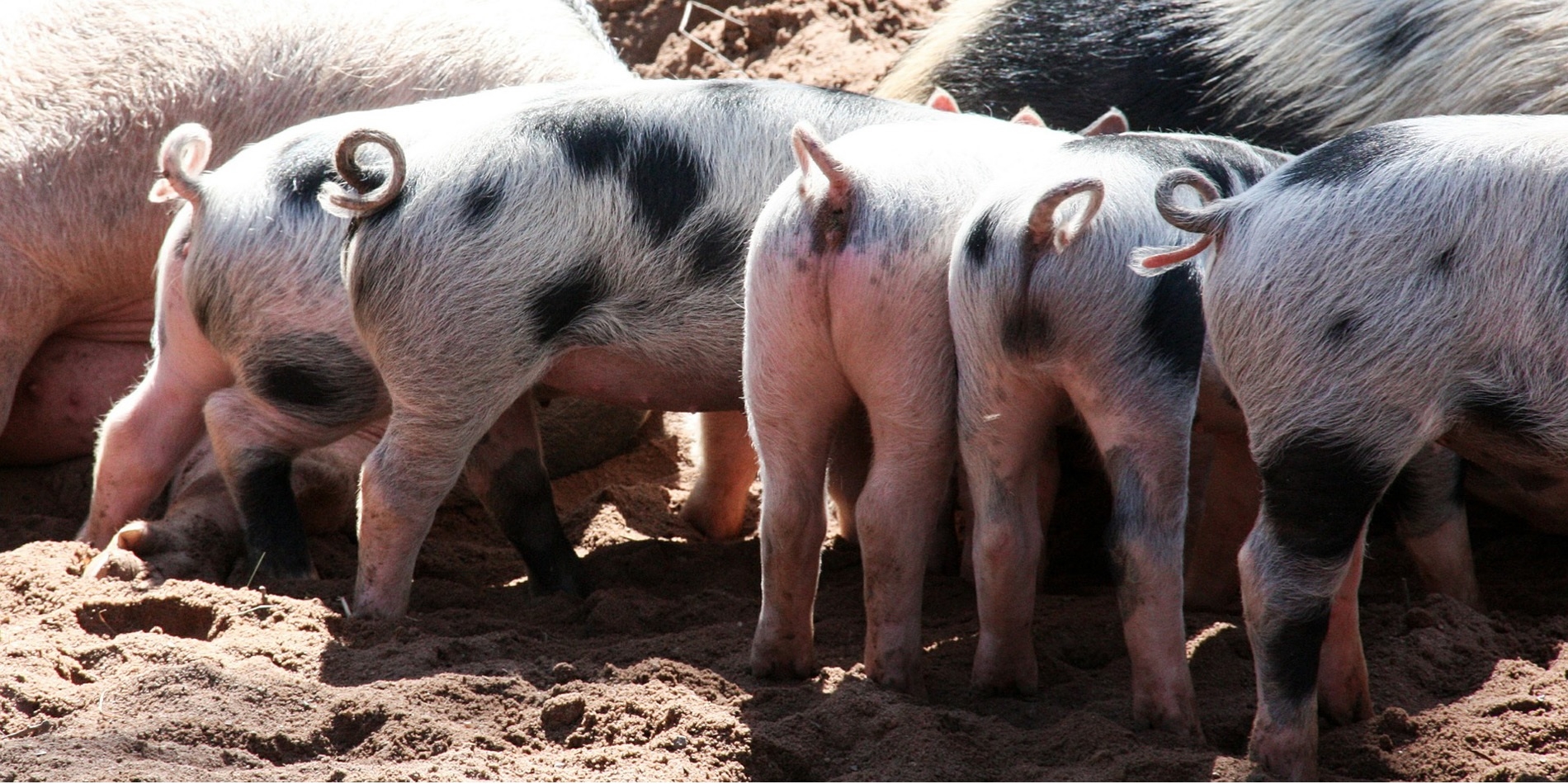 La production porcine au Québec Lära LMS